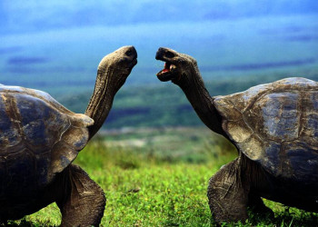 Riesenschildkröten auf Galápagos