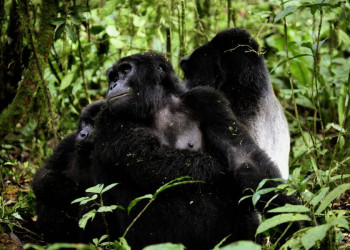 Herzberührend - frei lebende Gorillas im Bwindi-Nationalpark