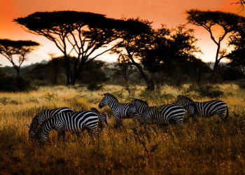 Zebras in der Savanne