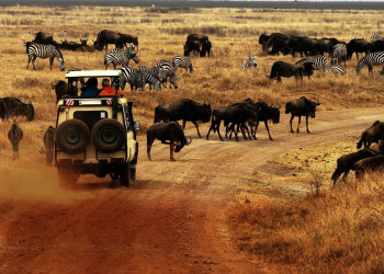 Gnus und Zebras im Ngorongoro-Krater