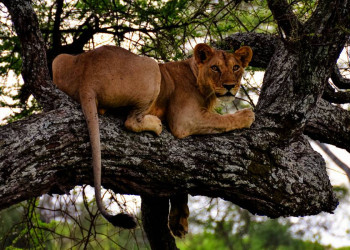 Sie werden beobachtet - von einer Löwin!
