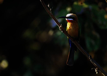 Bienenfresser in einem Nationalpark in Kenia