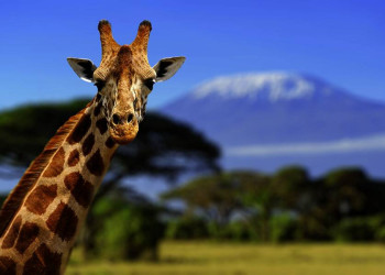 Giraffe im kenianischen Nationalpark