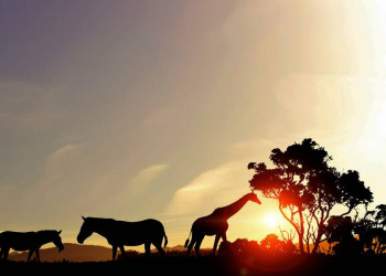 Postkartenmotiv im Krügerpark: Safari durch die Savanne Südafrikas