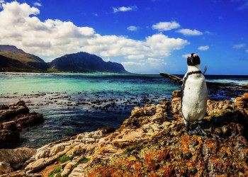 Pinguine am Kap der Guten Hoffnung