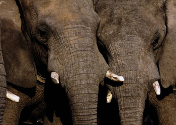 Elefanten in Südafrika