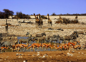 Der Etoschapark im Norden Namibias