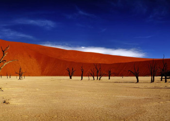 Dead Vlei in der Namibwüste