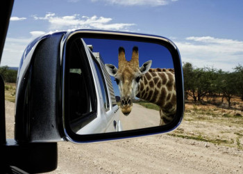Ausflug im Etoscha-Nationalpark