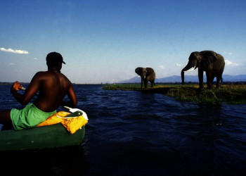 Vom Wasser aus Elefanten beobachten.