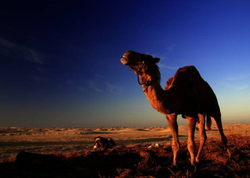 Kamel in der Wüste von Tunesien