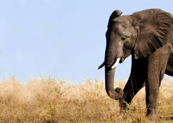 Elefant in Sambia