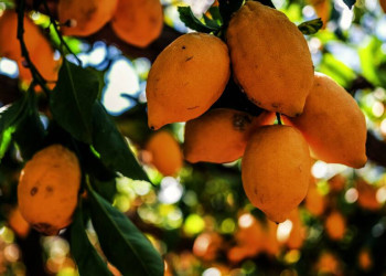 Italien - das Sehnsuchstland, wo die Zitronen reifen