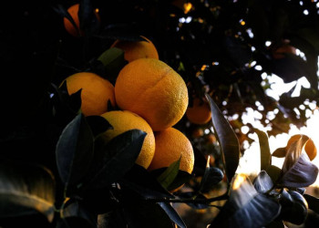 In südlicher Sonne gereifte Orangen schmecken süß!