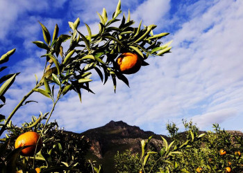 Überall auf Sizilien: sonnengereifte Zitrusfrüchte