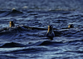 Augen auf vor Hiumaa!