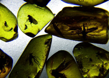 Bernstein - das Gold der Ostsee