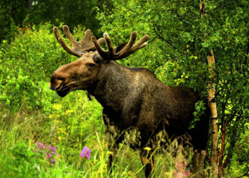 Augen auf: Schweden ist auch das Land der Elche!