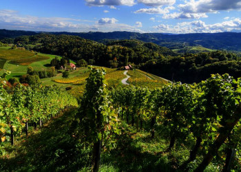 Weinberge in Slowenien