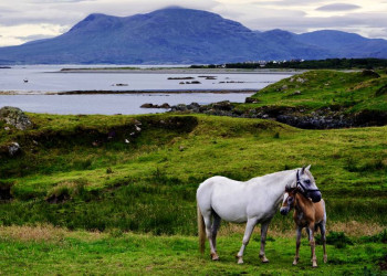 Paradiesische Connemara