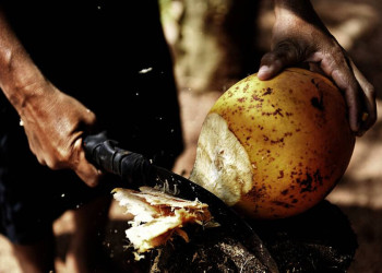 Erfrischend: Der Saft einer frischen Kokosmuss!