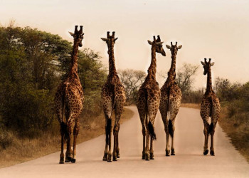 Giraffen im Krüger-Nationalpark