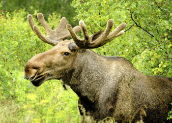 Augen auf: Schweden ist auch das Land der Elche!