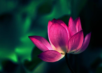 Lotus - eine beliebte Blume in China