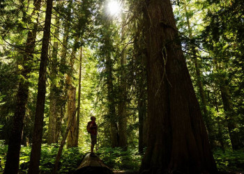 Viel Holz - die Wälder von Kanada