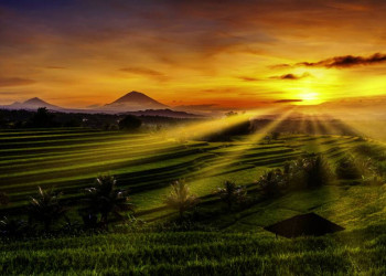 Sonnenuntergang über den Reisfeldern