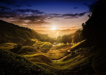 Teeplantagen in Malaysia