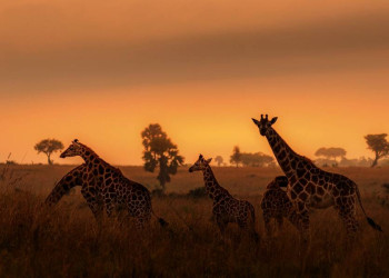 Giraffenfamilie im Sonnenuntergang