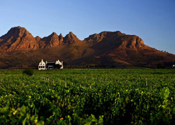In den Weinbergen bei Stellenbosch