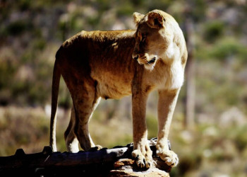 Auf der Mauer, auf der Lauer - Löwin auf Beutezug