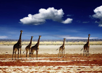Game Drives mit tierischer Trefferquote