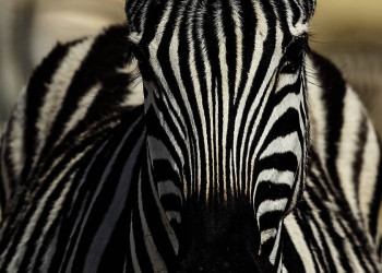 Zebra im Etoschapark in Namibia