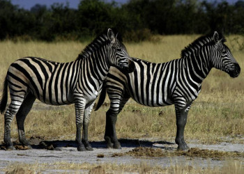 Streifen machen schlank - Zebras im Etoschapark