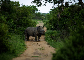 Ein Nashorn kreuzt unseren Weg!