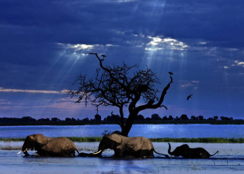 Tierische Kleinfamilie in Botswana