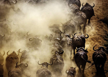 Büffelherde in einem Nationalpark in Südafrika