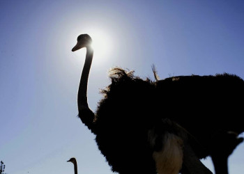 Wir besuchen und übernachten auch auf einer Straußenfarm!