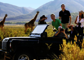 Schaut! Ist dort vielleicht ein Löwe im hohen Gras versteckt?