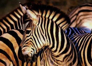 Zebras - jedes Muster ist einzigartig!