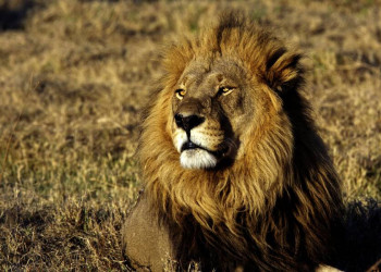 Der König der Savanne