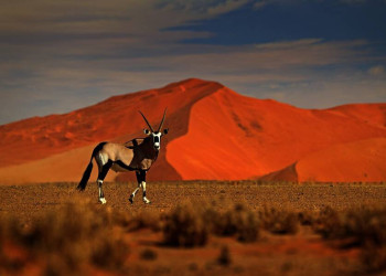 Den Tieren ganz nah in Namibia!