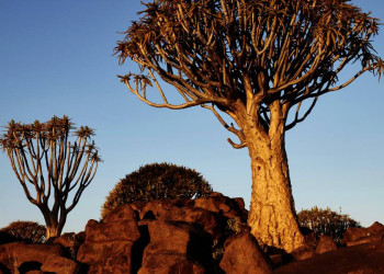 Ein Köcherbaum in namibischer Landschaft