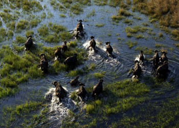 Freie Bahn für eine Büffelherde!