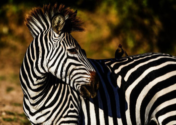 Glück der Erde: auf dem Rücken eines Zebras!