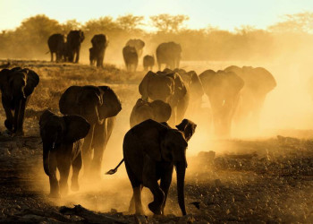 Eine Elefantenherde im Etoschapark auf dem Weg zum Okaukuejo-Wasserloch