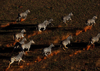 Zebras in den Weiten Namibias